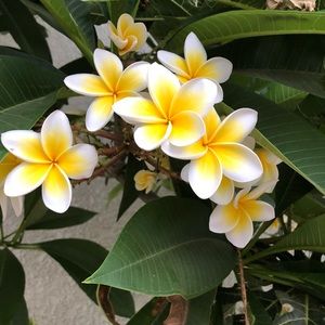 Meet your Posher, Sue